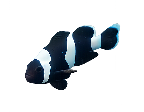 Clownfish